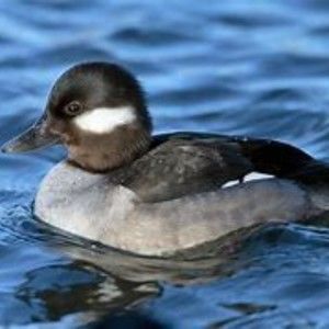 Meet your Posher, Jake